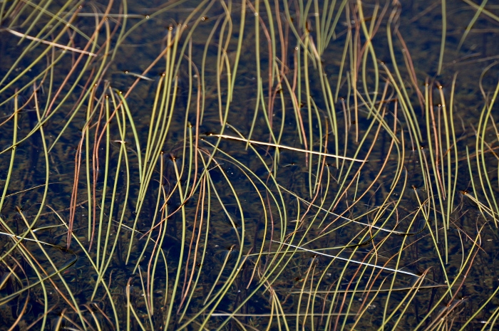 sea grass 'art' in lake